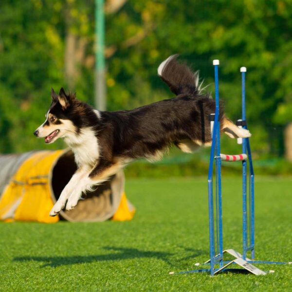 dog-at-the-agility-competition-2021-08-26-15-32-50-utc-1.jpg