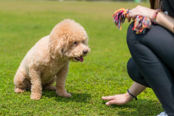 poodle-wait-for-command-of-the-pet-owner-e1657589895266.jpg