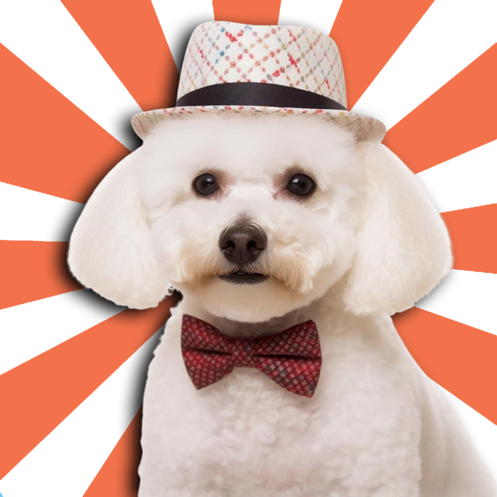 A cute Bichon Fries dog with a straw hat on his head