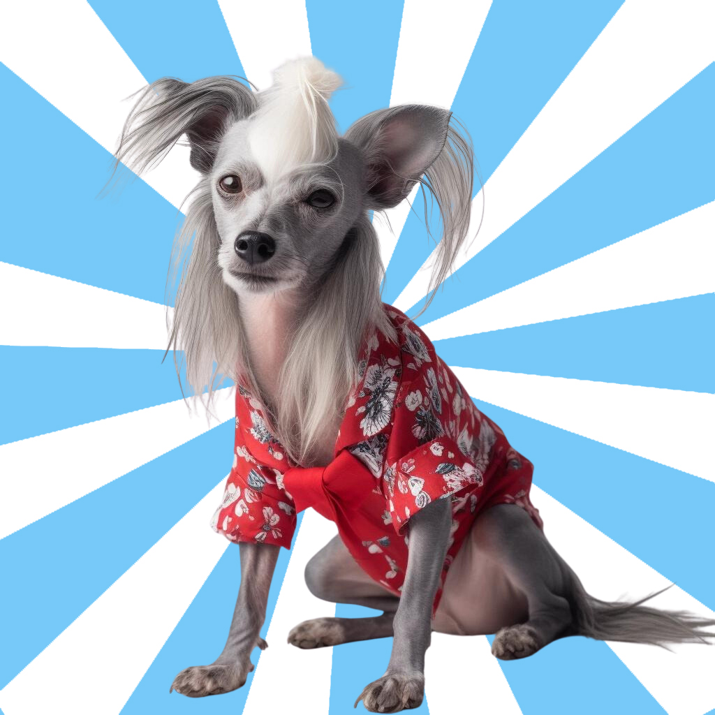 A cute Chinese Crested dog wearing a red shirt with beautiful flowers