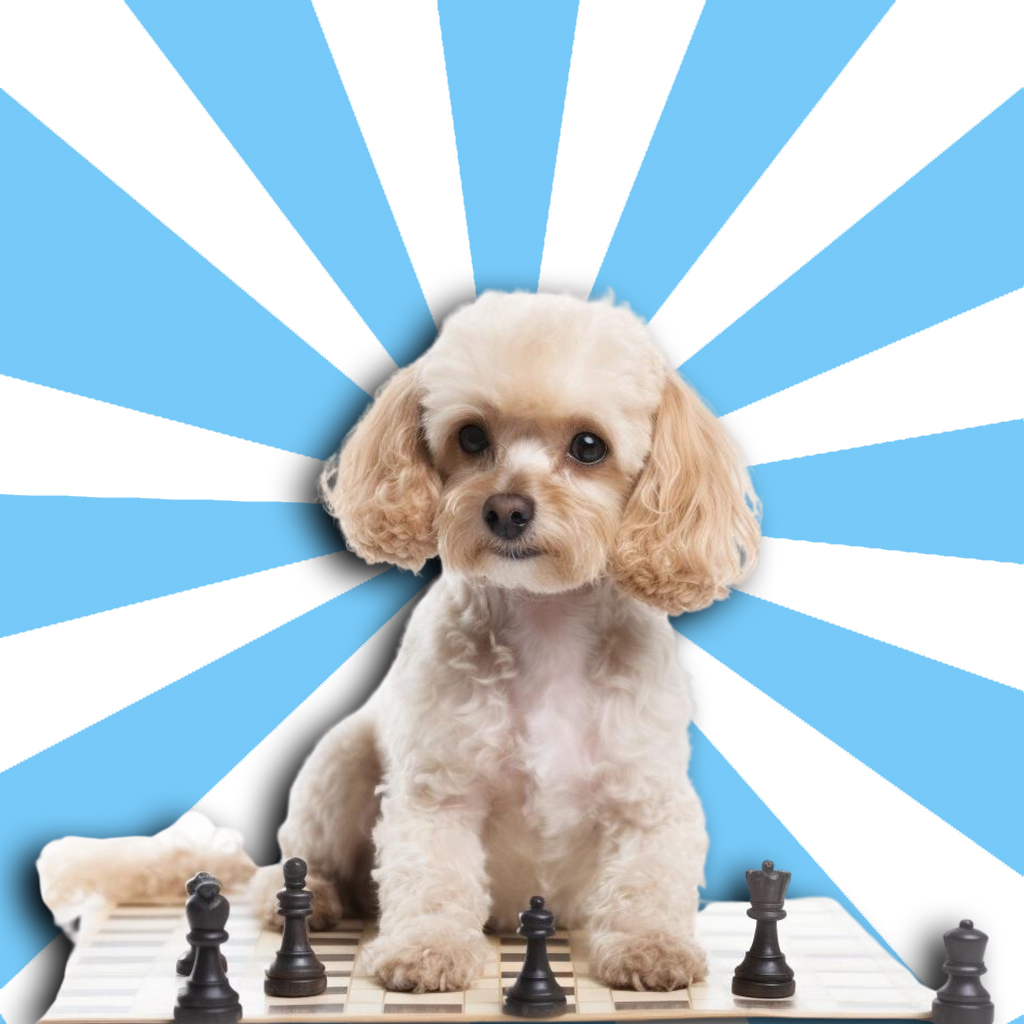 White poodle toy dog playing chess