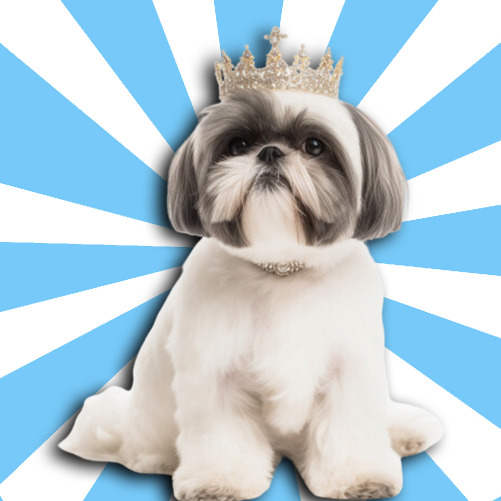 Sweet shih tzu dog with a crown on his head on a blue background