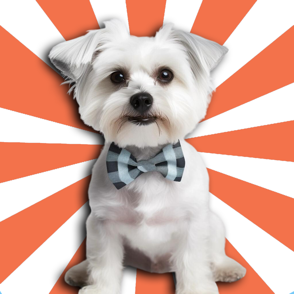 A sweet Maltese dog is looking at the camera with a bow tie around his neck