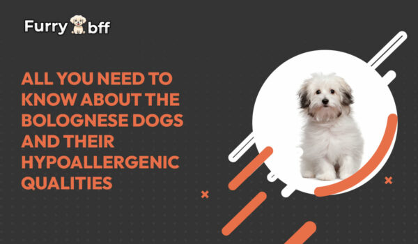 All-You-Need-to-Know-About-the-Bolognese-Dogs-and-Their-Hypoallergenic-Qualities