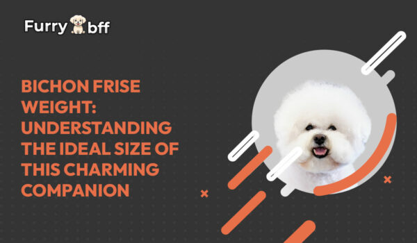 Bichon-Frise-Weight-Understanding-the-Ideal-Size-of-this-Charming-Companion.jpg