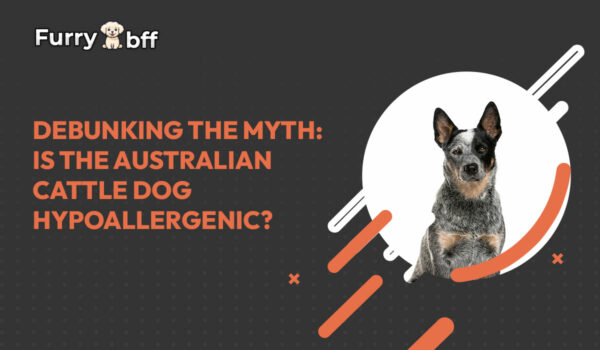 Debunking the Myth: Is the Australian Cattle Dog Hypoallergenic?
