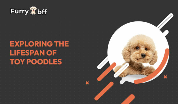 Exploring the Lifespan of Toy Poodles