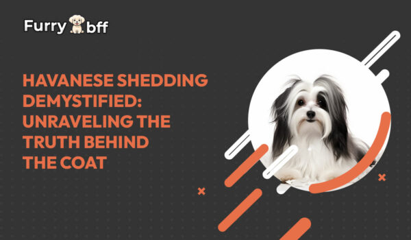 Havanese Shedding Demystified: Unraveling the Truth Behind the Coat