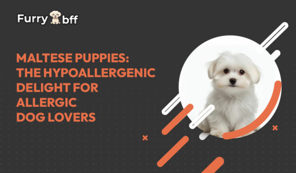 Maltese Puppies: The Hypoallergenic Delight for Allergic Dog Lovers