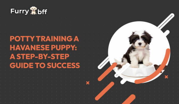 Potty Training a Havanese Puppy: A Step-by-Step Guide to Success