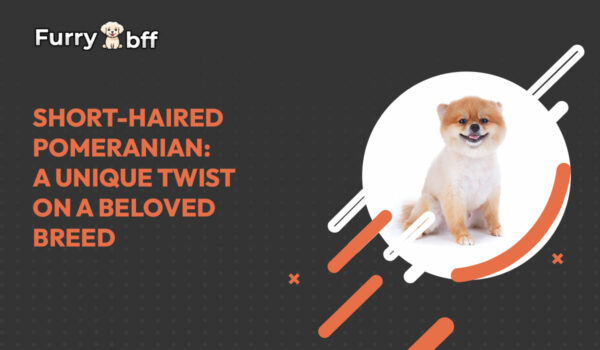 Short-Haired Pomeranian: A Unique Twist on a Beloved Breed