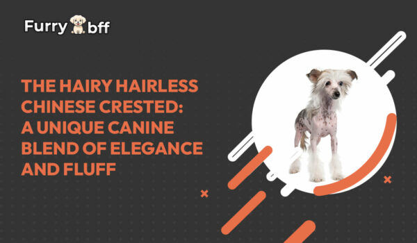 The Hairy Hairless Chinese Crested: A Unique Canine Blend of Elegance and Fluff