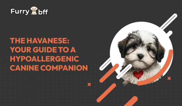The Havanese: Your Guide to a Hypoallergenic Canine Companion