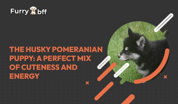 The Husky Pomeranian Puppy: A Perfect Mix of Cuteness and Energy