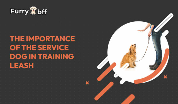 The Importance of the Service Dog in Training Leash
