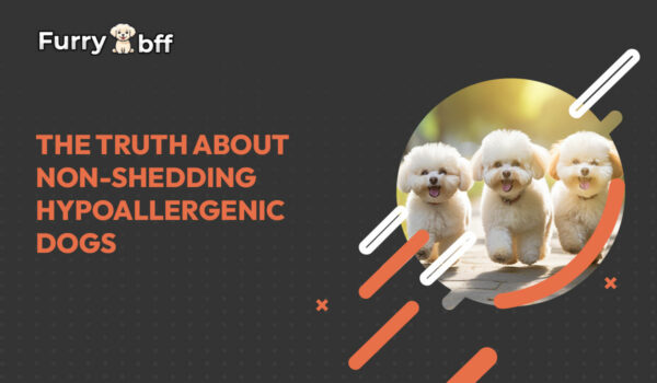 The Truth About Non-Shedding Hypoallergenic Dogs