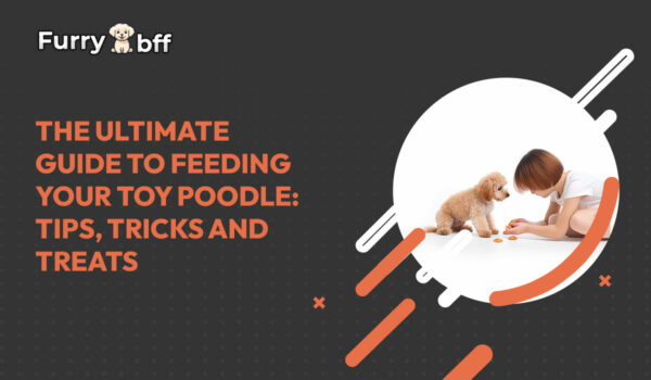 The Ultimate Guide to Feeding Your Toy Poodle: Tips, Tricks and Treats