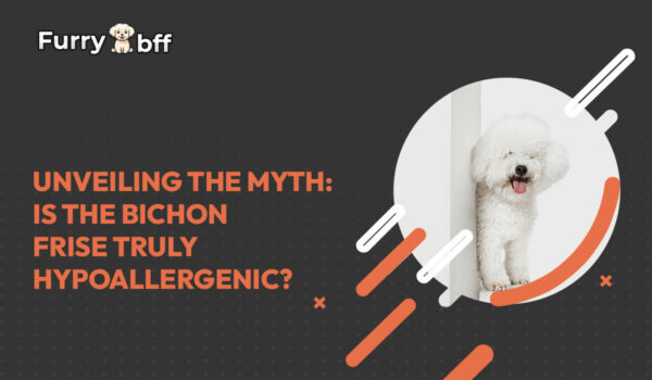 Unveiling the Myth: Is the Bichon Frise Truly Hypoallergenic?