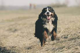 Unveiling the Truth: Are Bernese Mountain Dogs Hypoallergenic?