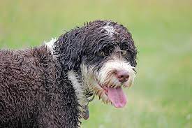 Are Portuguese Water Dogs Hypoallergenic?