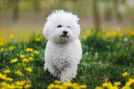 Bichon Frise Weight: Understanding the Ideal Size of this Charming Companion