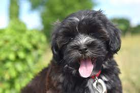 The Allure of the Black Havanese: A Sleek and Charming Canine Companion