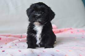 The Allure of the Black Havanese: A Sleek and Charming Canine Companion