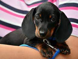 Are Wiener Dogs Hypoallergenic? Debunking the Myth