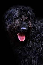 The Giant Schnauzer: Unraveling the Hypoallergenic Qualities of a Magnificent Breed