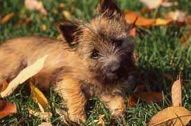 A Complete Guide to Grooming Your Cairn Terrier