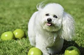 Unveiling the Myth: Is the Bichon Frise Truly Hypoallergenic?