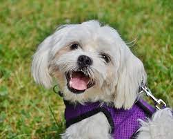 Maltese Puppies: The Hypoallergenic Delight for Allergic Dog Lovers
