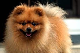 The Pomeranian Dog: Debunking the Hypoallergenic Myth