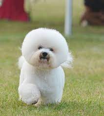 The Adorable Bichon Frise Puppy Cut: A Guide to Grooming Your Furry Companion: