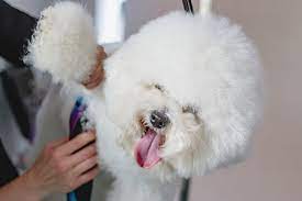 The Adorable Bichon Frise Puppy Cut: A Guide to Grooming Your Furry Companion:
