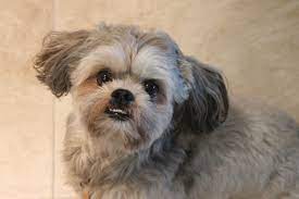 Comprehensive Shih Tzu Training Guide: Cultivating a Well-Behaved Canine Companion