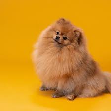 Short-Haired Pomeranian: A Unique Twist on a Beloved Breed