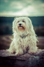 The Havanese Mix: A Blend of Love, Personality, and Uniqueness