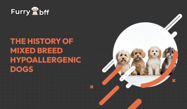 The History of Mixed Breed Hypoallergenic Dogs