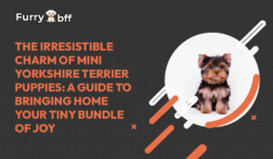 The Irresistible Charm of Mini Yorkshire Terrier Puppies: A Guide to Bringing Home Your Tiny Bundle of Joy