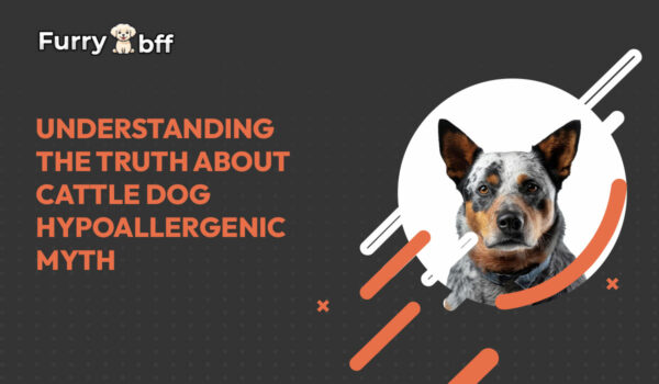 Understanding the Truth about Cattle Dog Hypoallergenic Myth